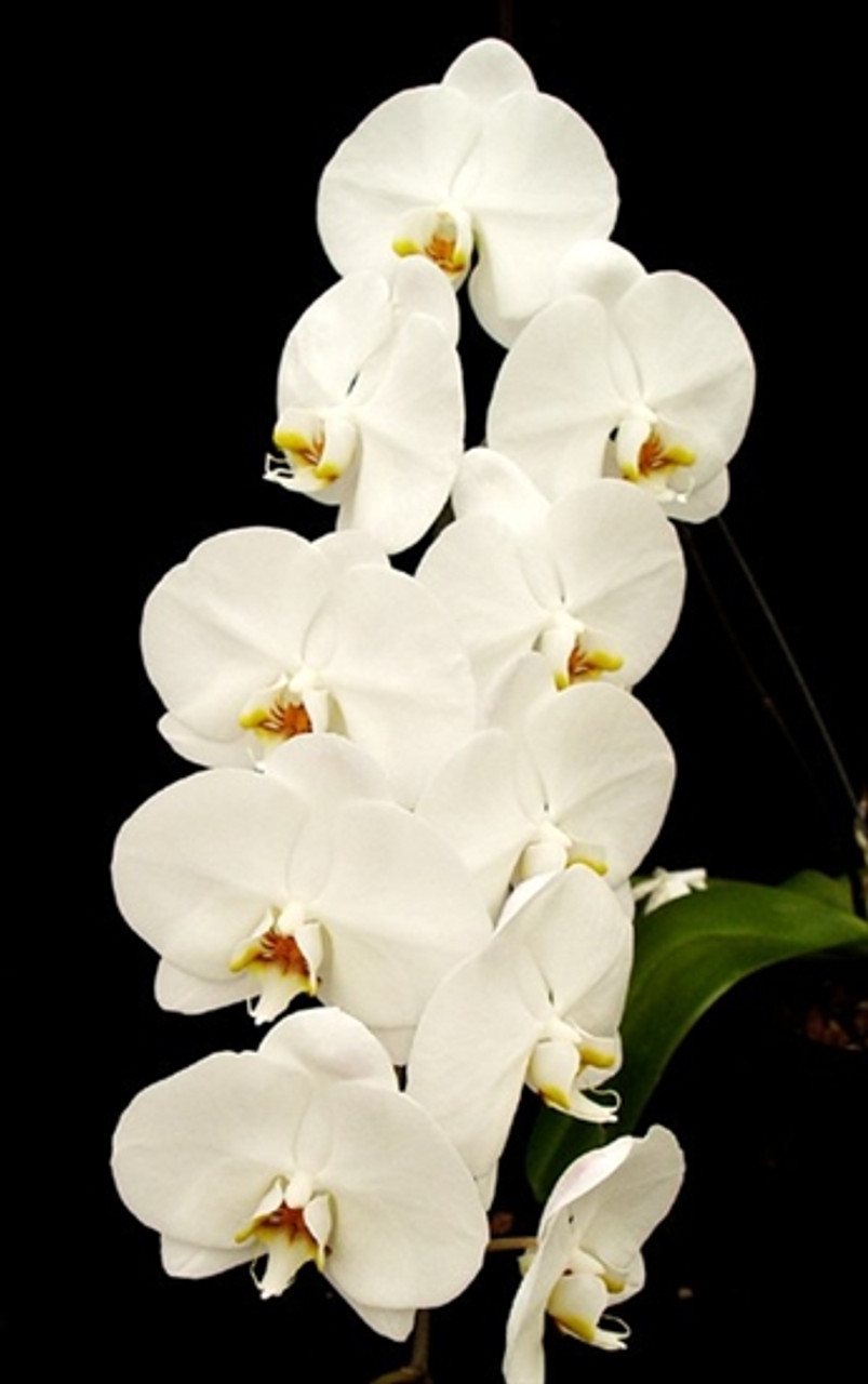 Phal. American Dreams