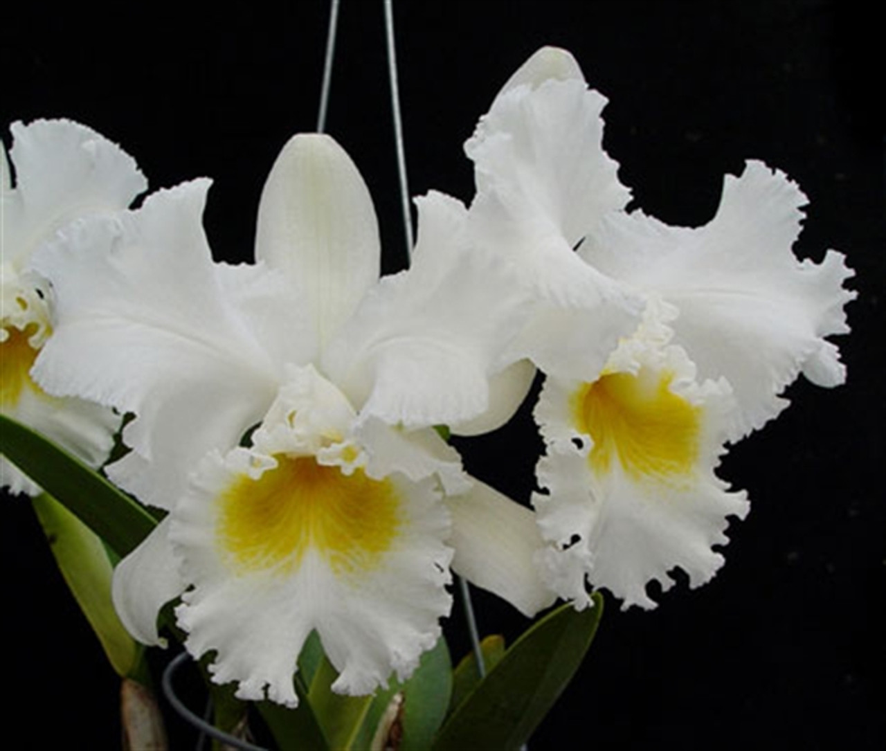 Cattleya Jose Marti 'Mother's Favorite' (Bob Betts x Bow Bells