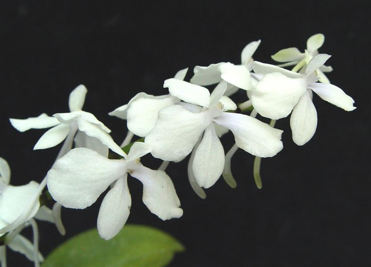 Aerangis citrata - OrchidWeb