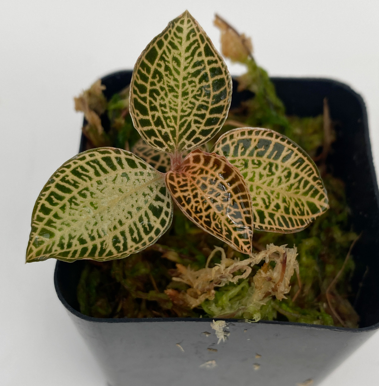 Anoectochilus roxburghii (Jewel Orchid)