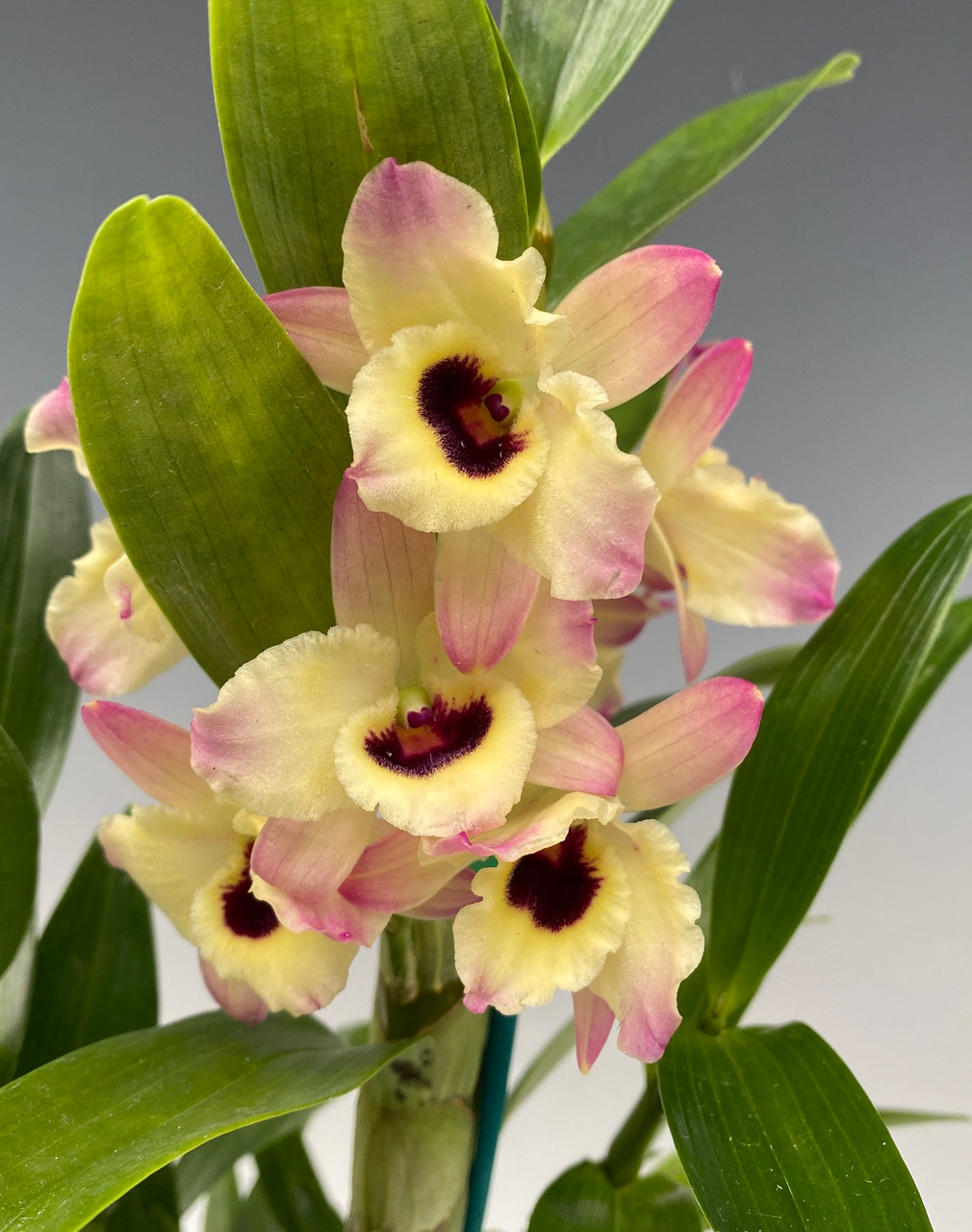 Dendrobium Oriental Smile 'Butterfly' - OrchidWeb