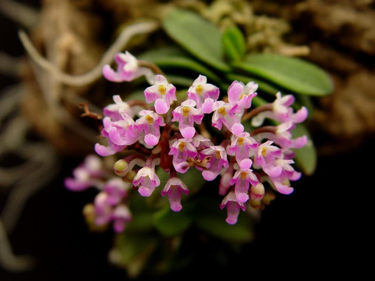 Schoenorchis fragrans