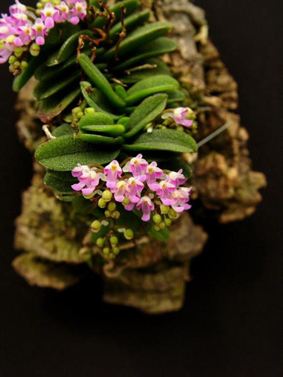 Schoenorchis fragrans