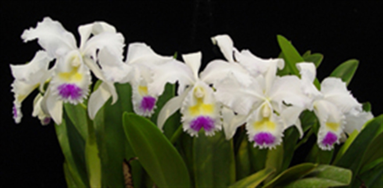 Cattleya trianaei semi-alba 'Queen Of Snows'