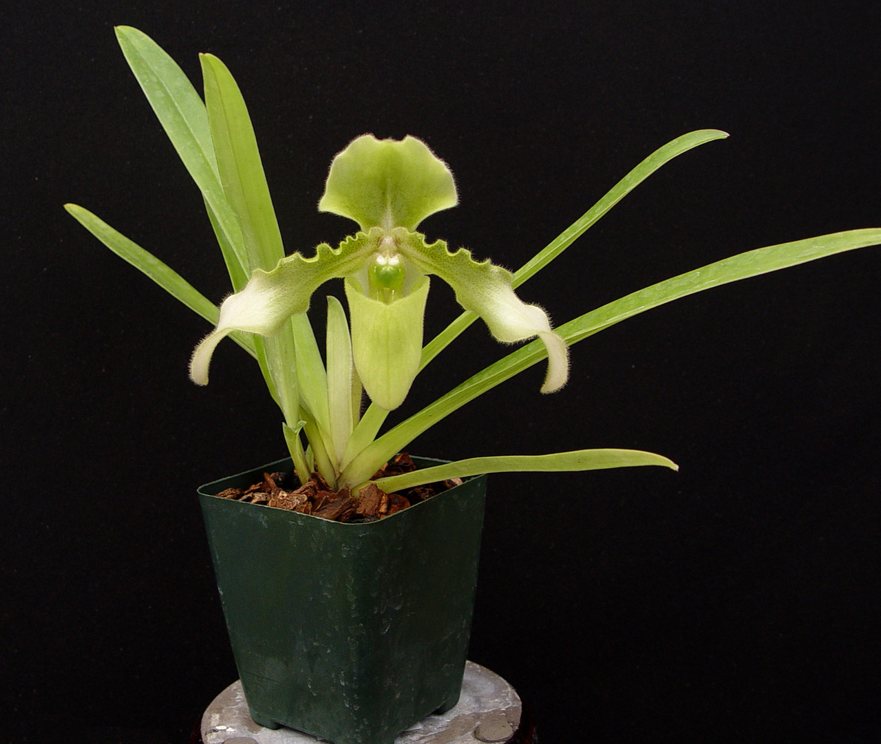 Paph. hirsutissimum albescens ('Alfri' AM/AOS x self)