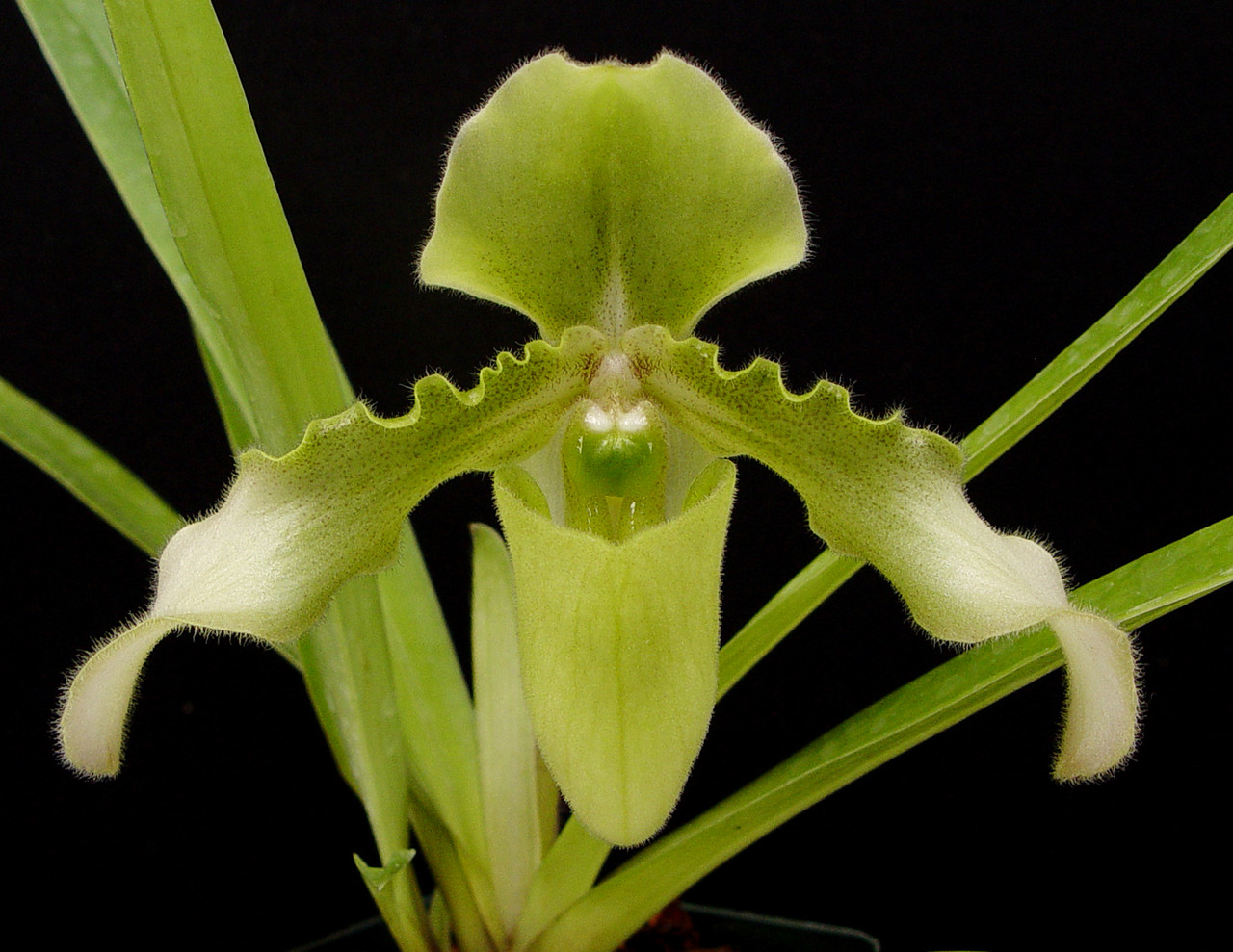 Paph. hirsutissimum albescens