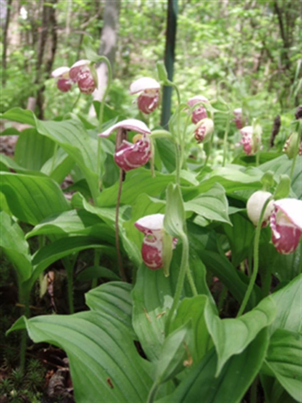 Cypripedium guttatum OrchidWeb