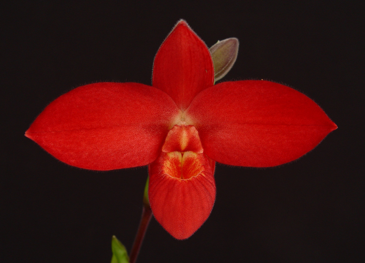 Phrag Jason Fischer besseae X Mem Dick Clements OrchidWeb phrag-jason-fischer-besseae-x-mem-dick-clements-orchidweb