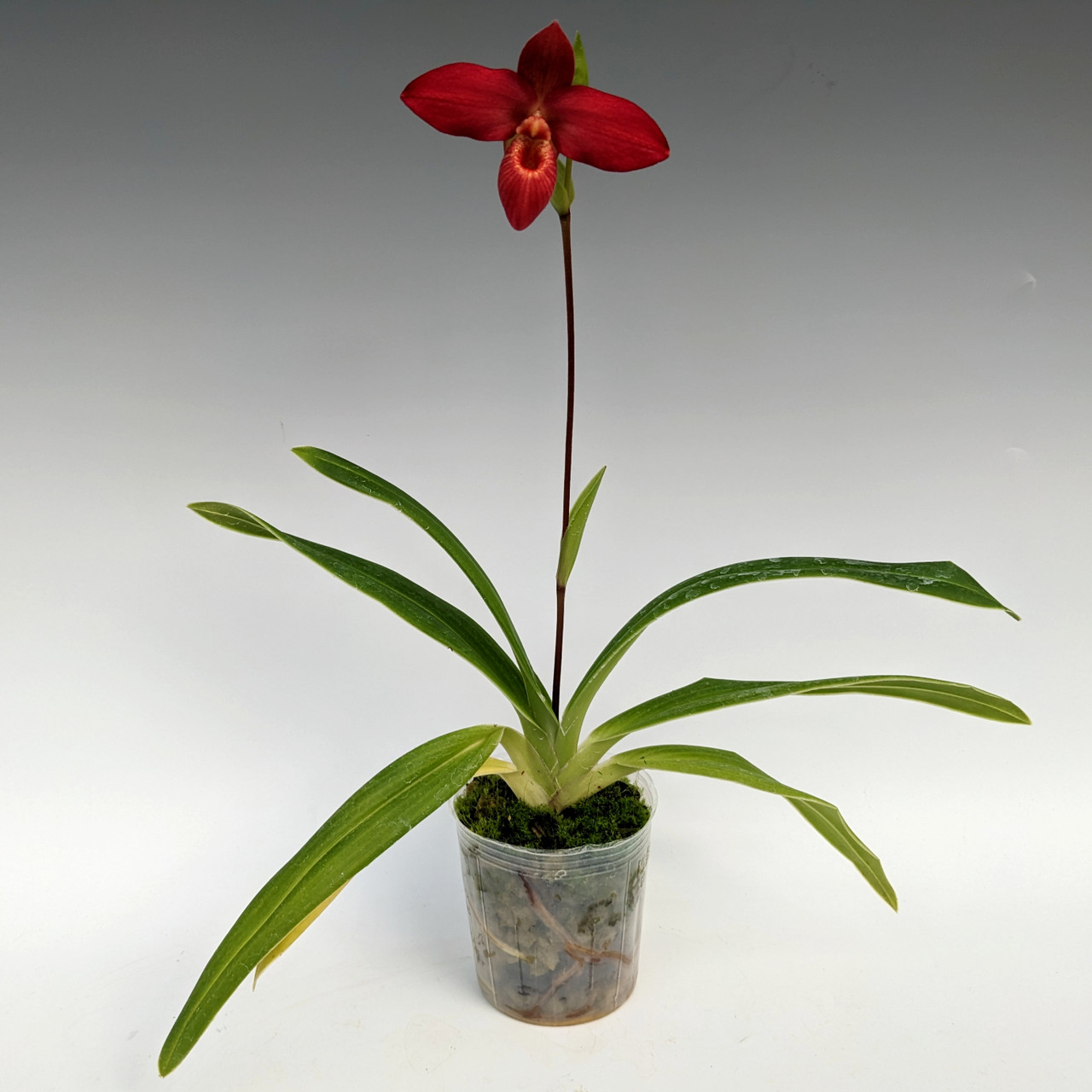 Phrag Jason Fischer besseae X Mem Dick Clements OrchidWeb phrag-jason-fischer-besseae-x-mem-dick-clements-orchidweb