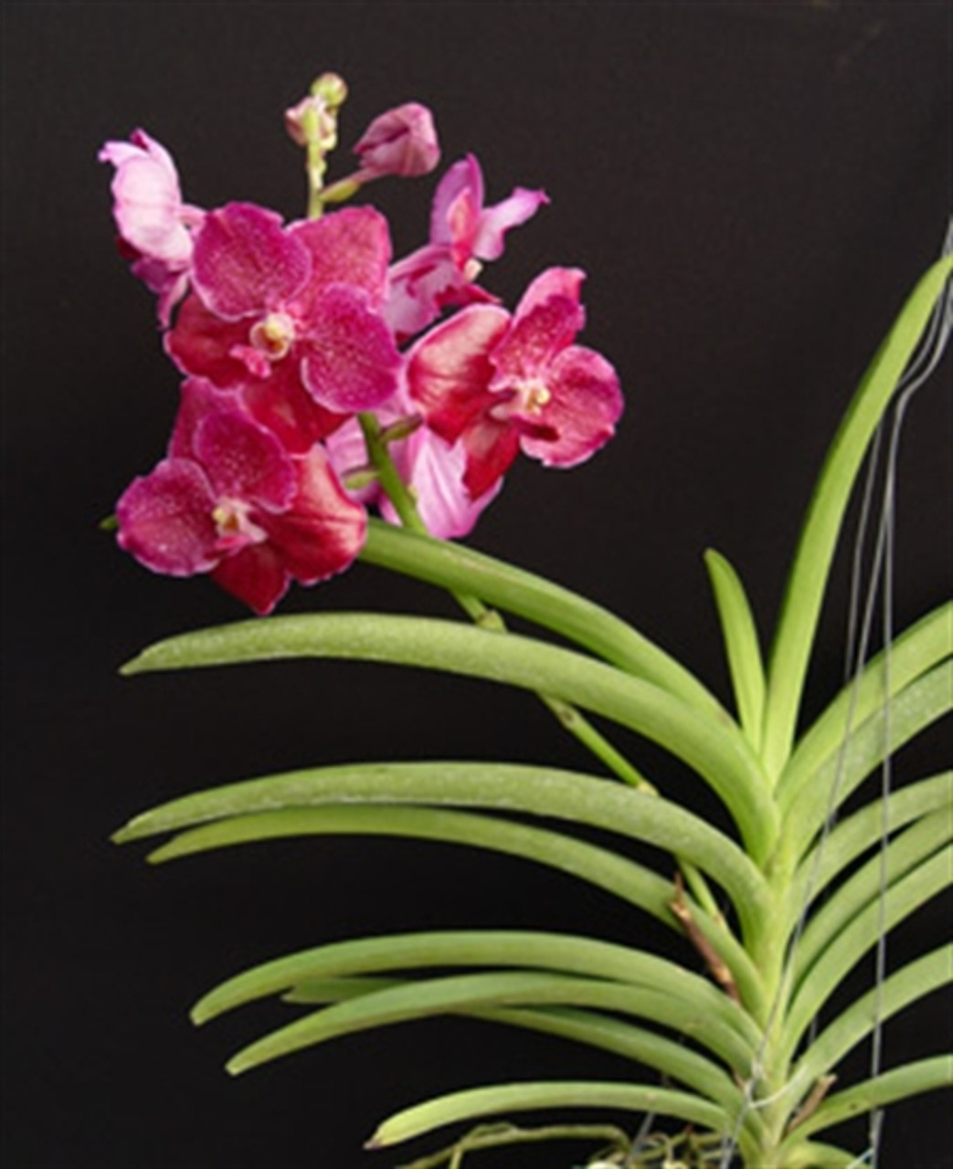 Vanda Dr. Anek x Ascda. Brighton Fuchsia - OrchidWeb