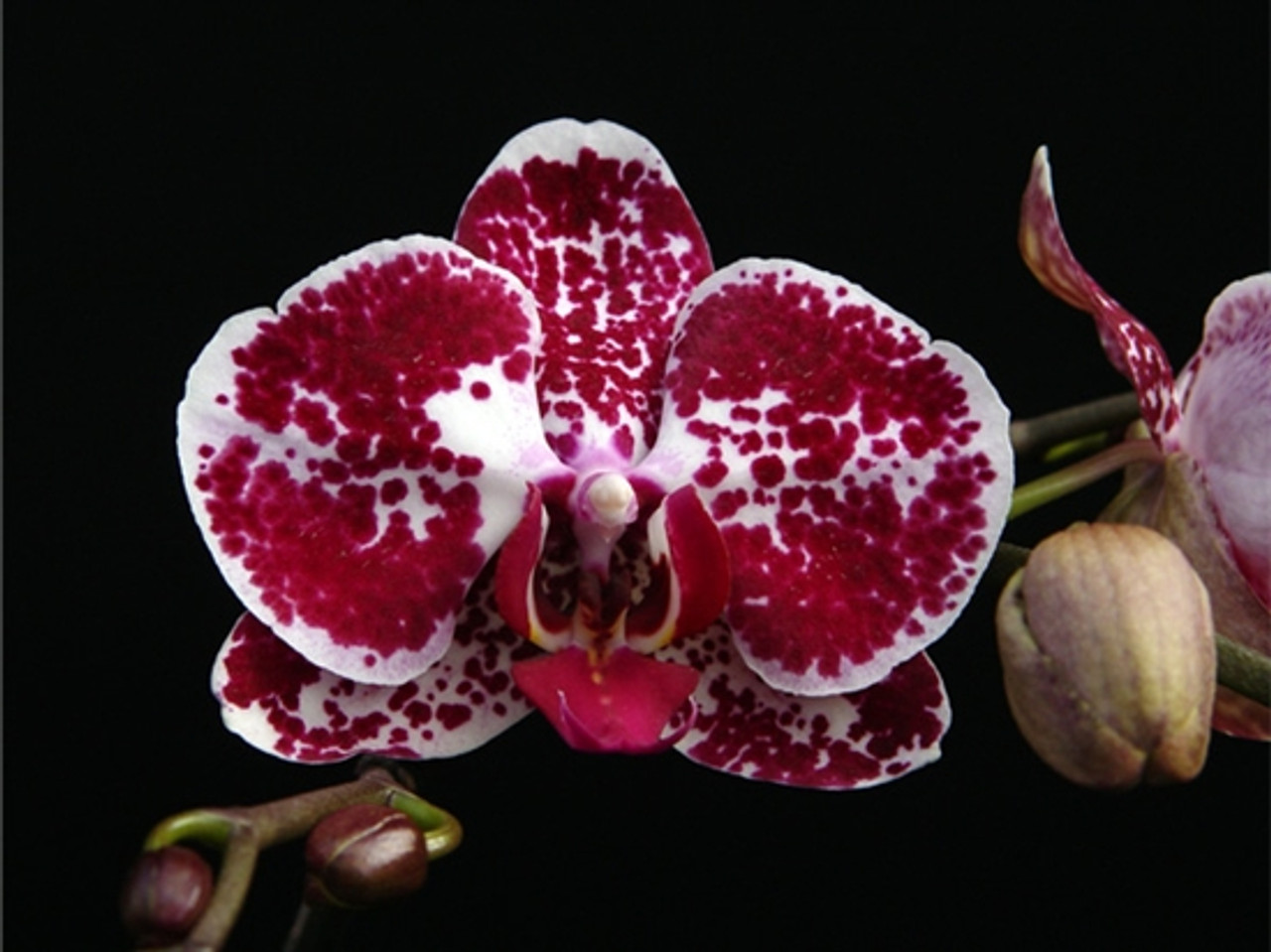 Dtps Chain Xen Pearl Ming Ho Am Aos Orchidweb