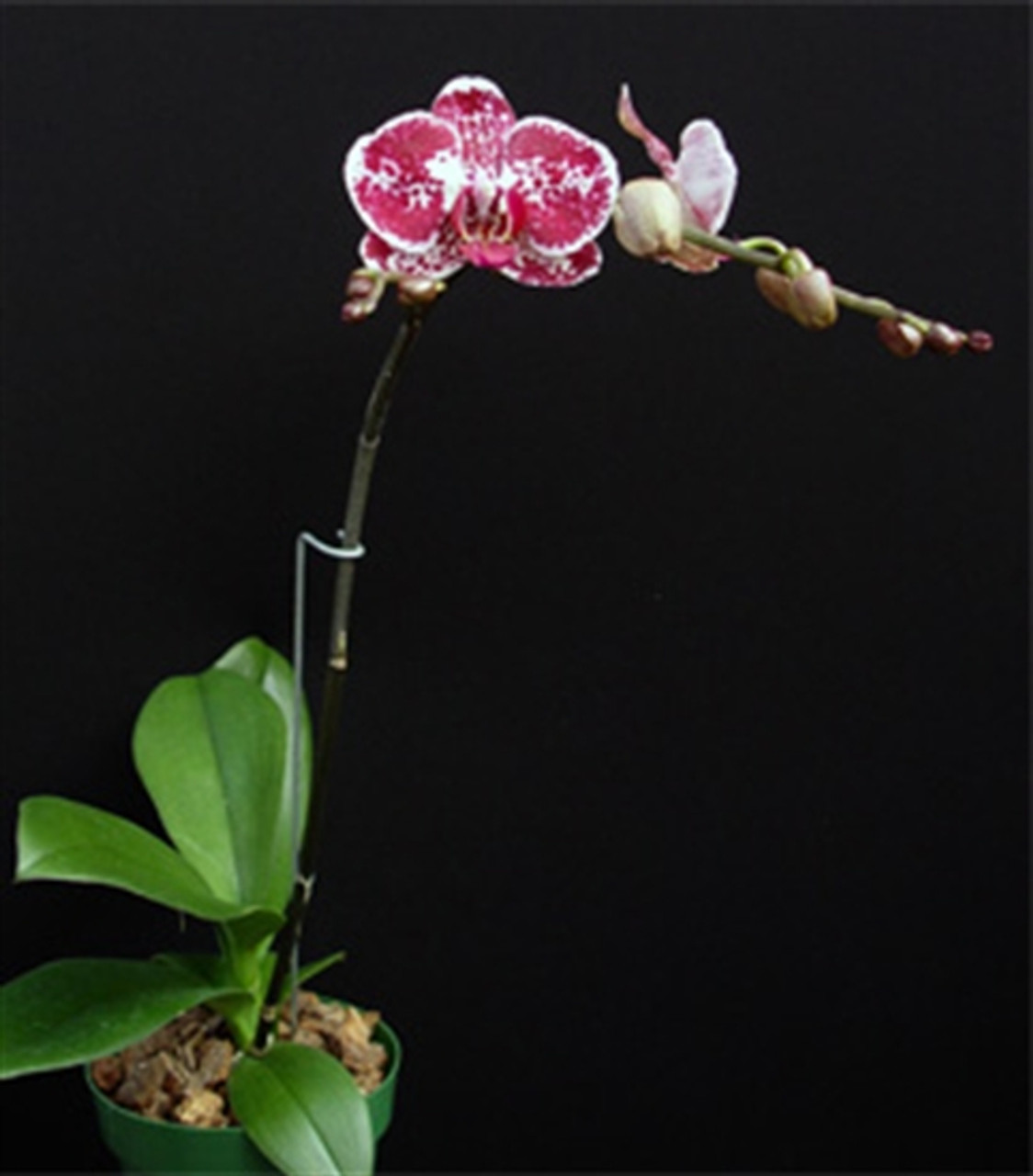 Dtps Chain Xen Pearl Ming Ho Am Aos Orchidweb
