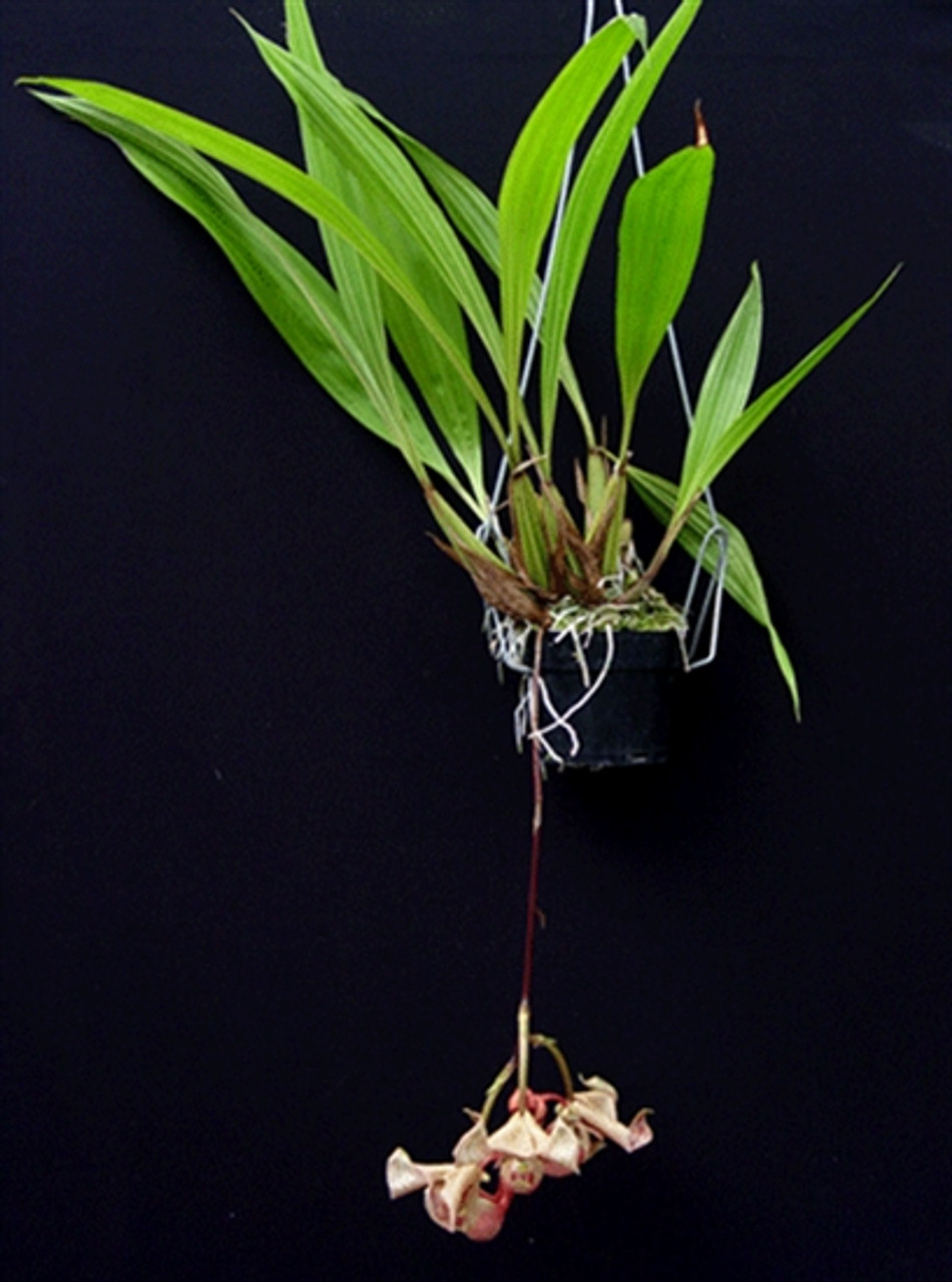Coryanthes mastersiana - OrchidWeb