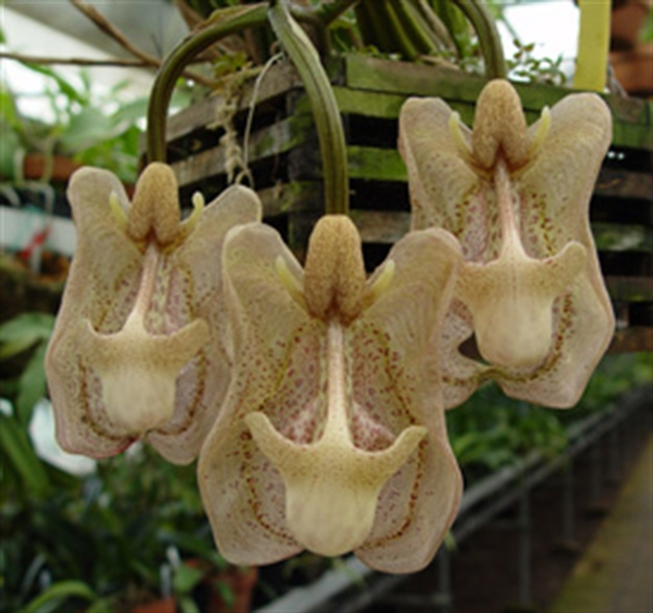 Coryanthes macrocorys - OrchidWeb