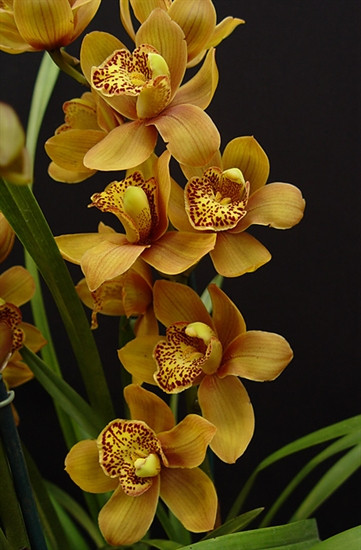 Cymbidium Enzan Forest 'Majolica 2' (Kusuda Shining x Yamba) Orchid