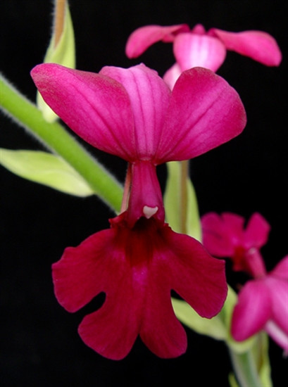 Calanthe Rozel ('Valentines Day' x 'Magenta Surprise') Orchid
