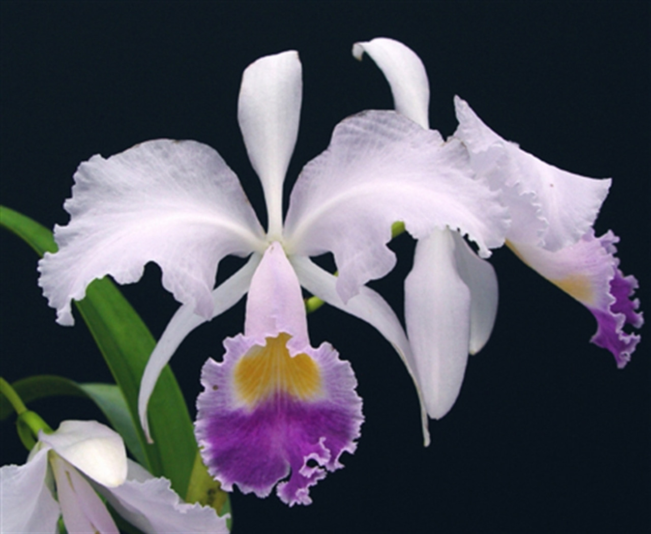 Cattleya trianaei var. coerulea 'Amazon Blue' -Divisions-