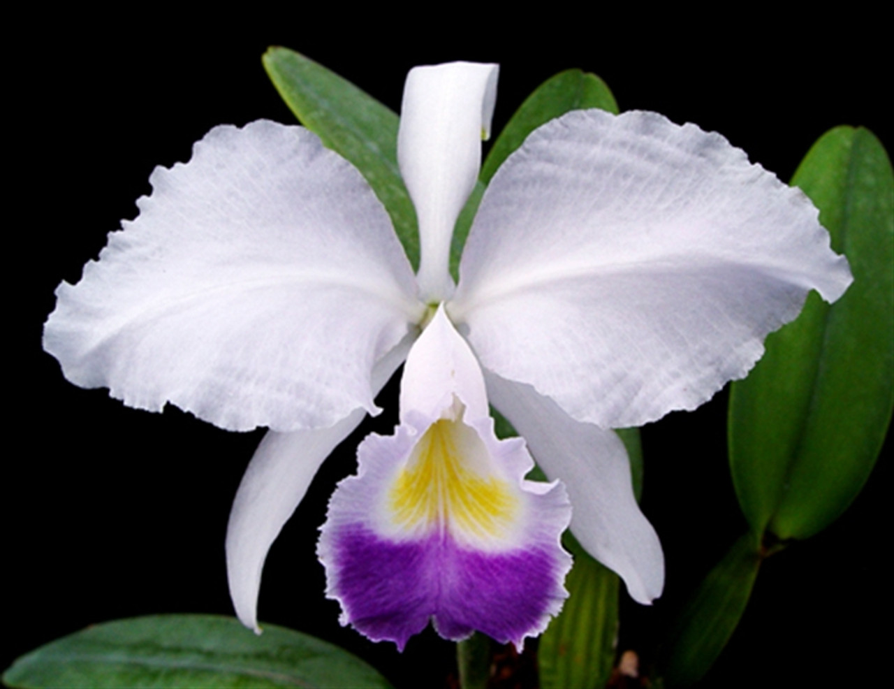 Cattleya trianaei var. coerulea 'Superior Blue'