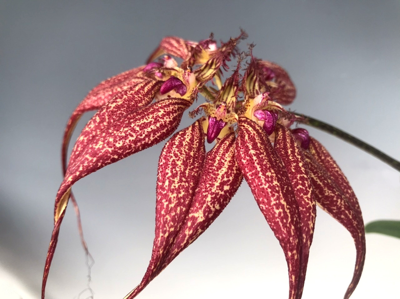 Bulbophyllum rothschildianum 'Red Chimney' FCC/AOS
