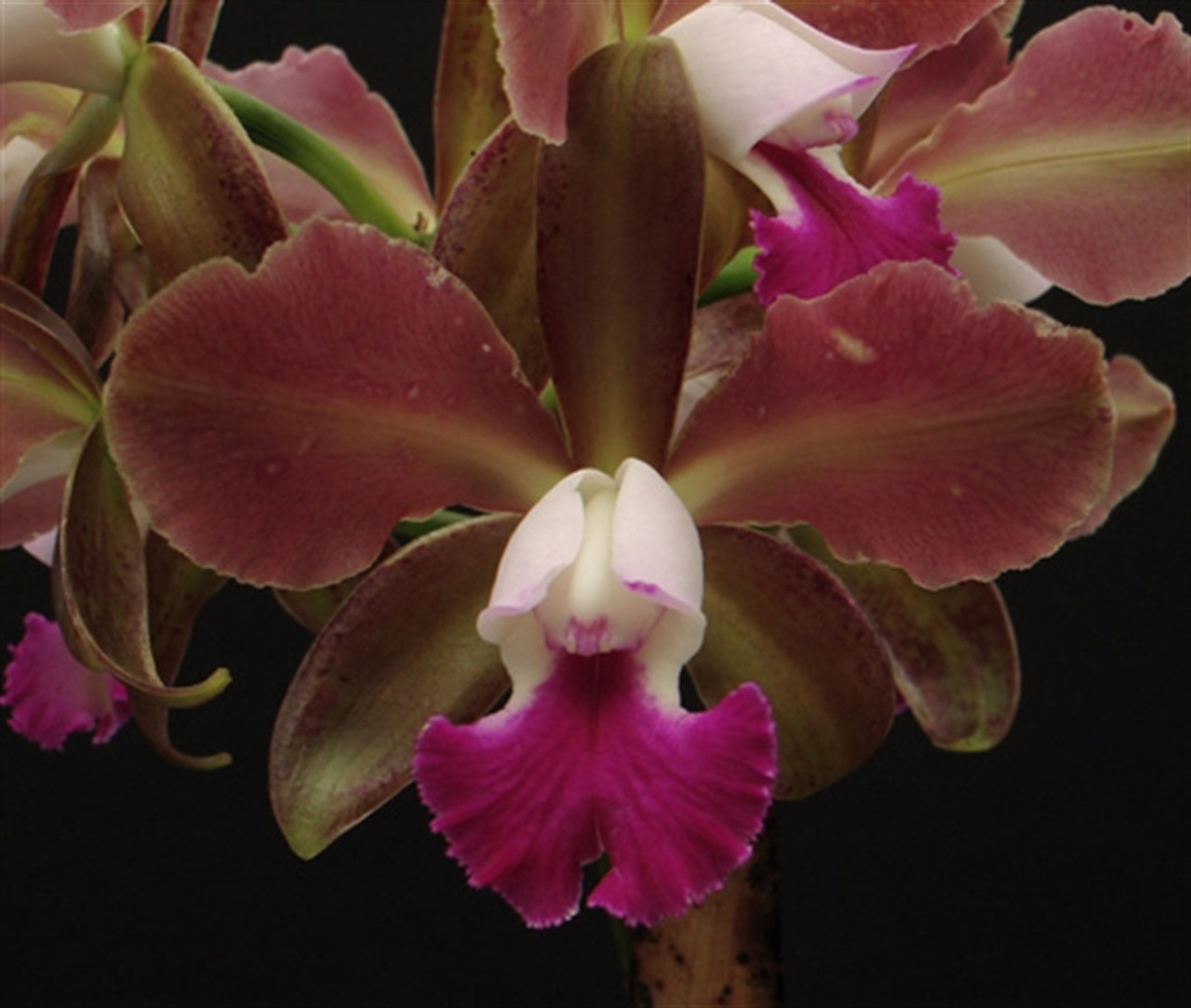 Lc. Hausermann's Sultan 'Summer Spectacular' HCC/AOS - OrchidWeb