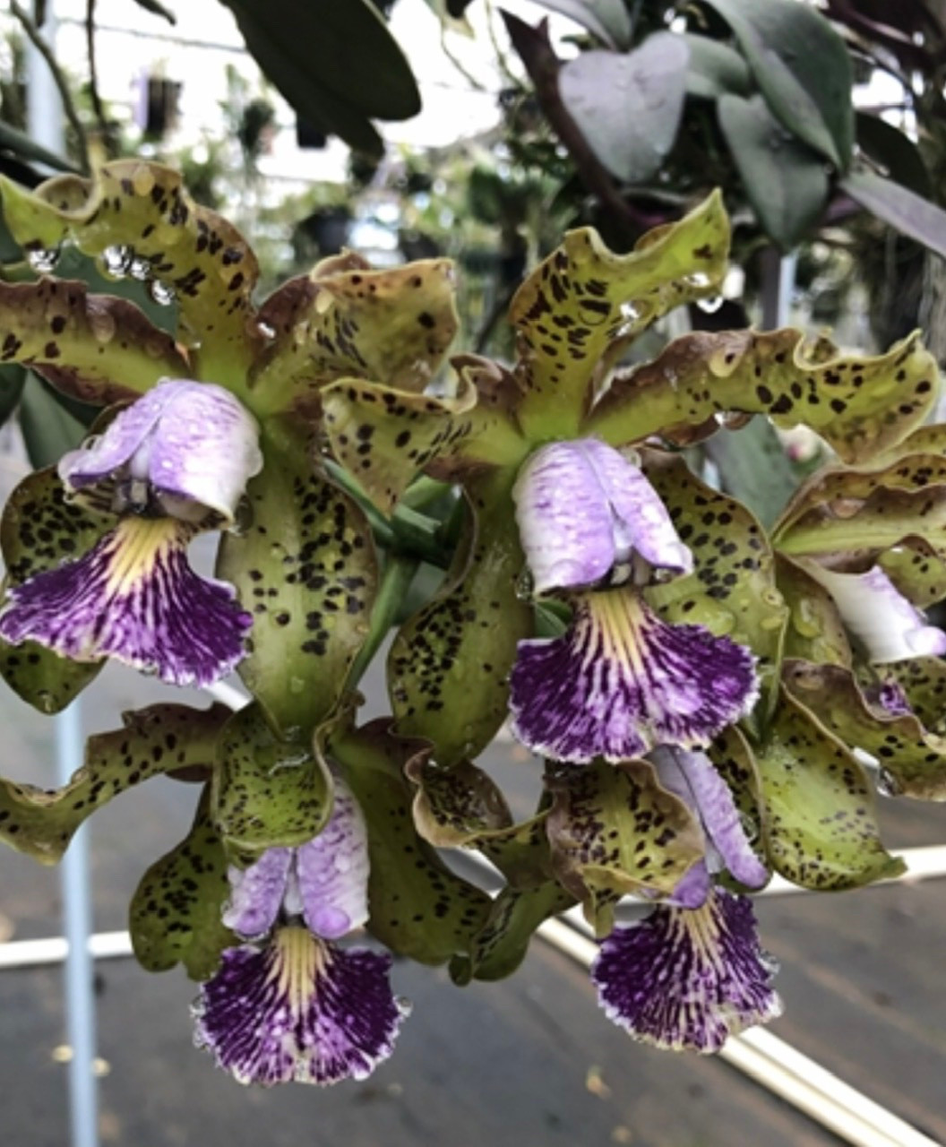 Cattleya schilleriana var. coerulea ('Australia 97' x 'Maui Seas' AM/AOS)