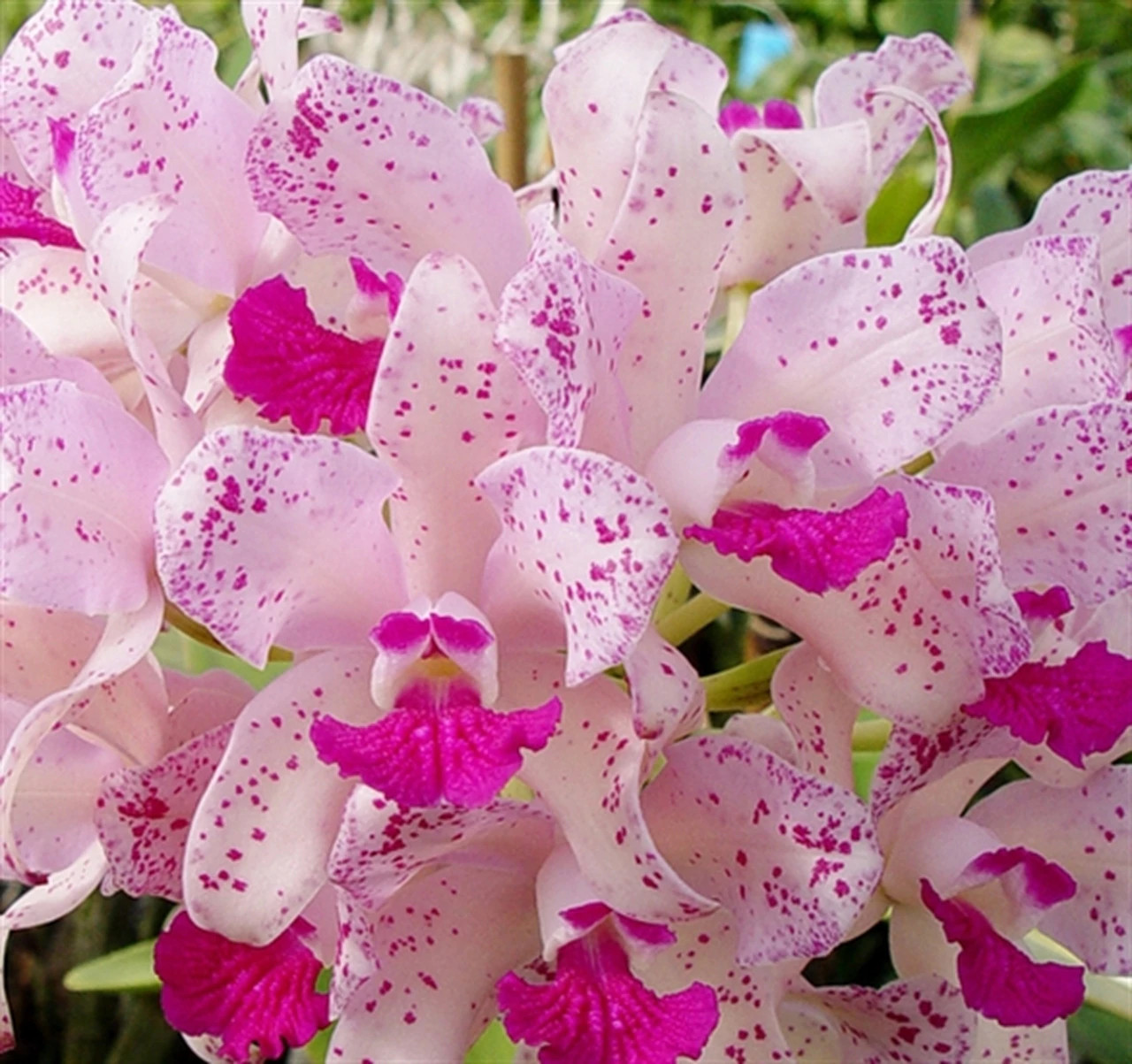 Cattleya amethystoglossa (4N) ('Pink Amethyst' x 'Orchidglade' AM