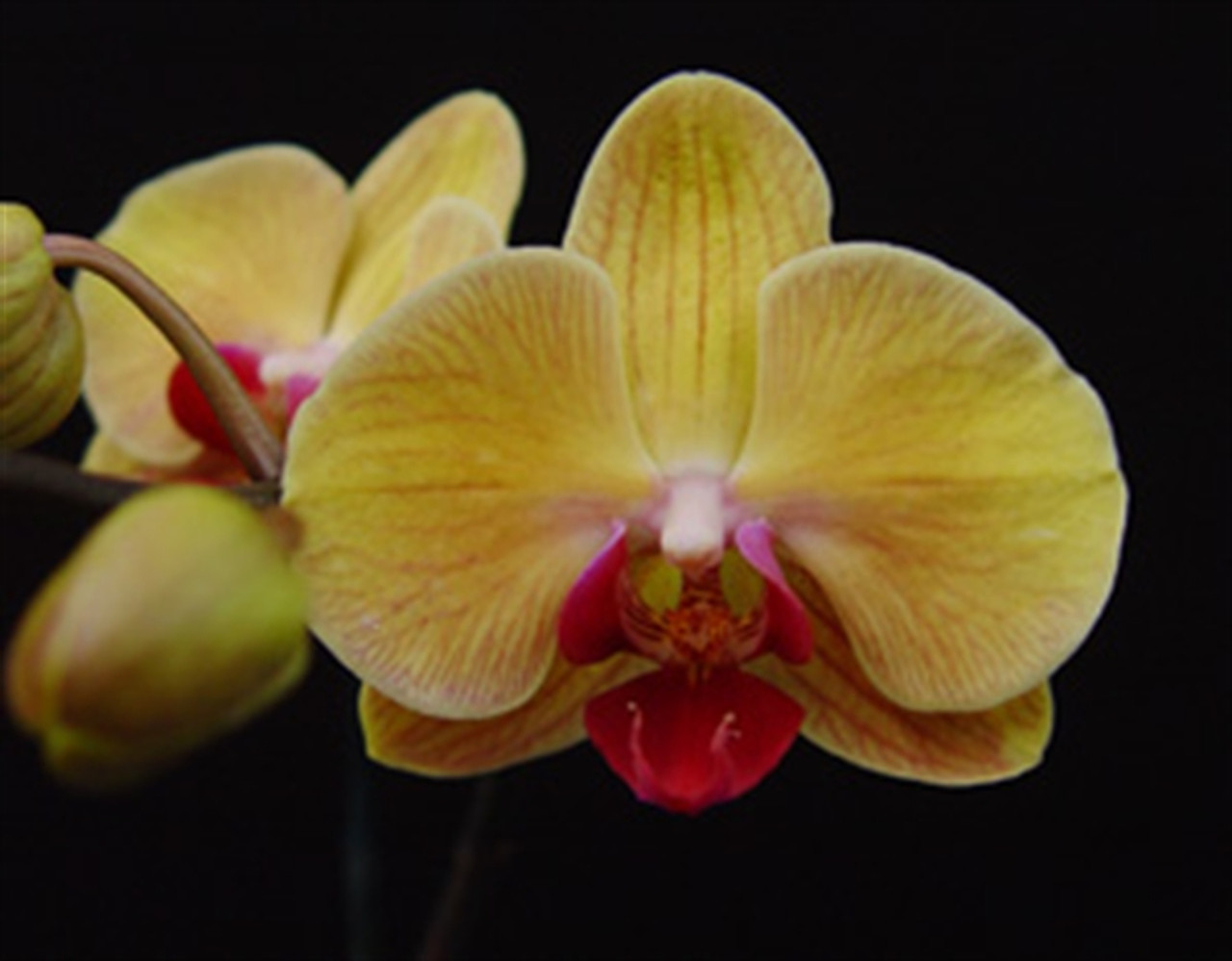 Dtps Chain Xen Queen Orchidweb
