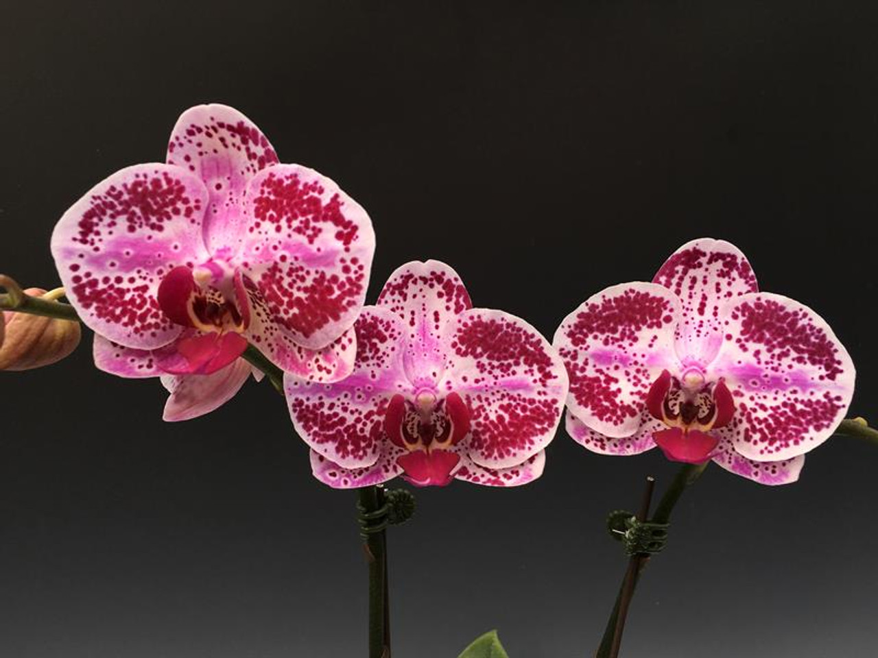 Phal Chain Xen Pearl Orchidweb