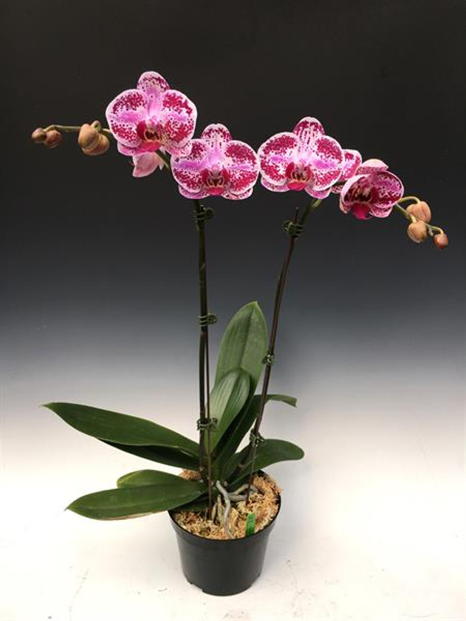 Phal Chain Xen Pearl Orchidweb