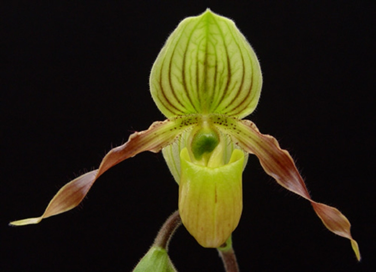 累計販売2万枚突破！ 原種洋ラン Paph. philippinense Paph.micranthum ...