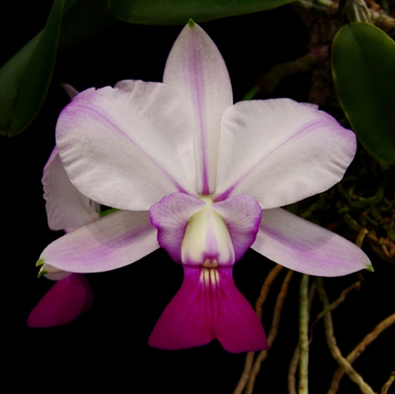 Cattleya walkeriana var. perola