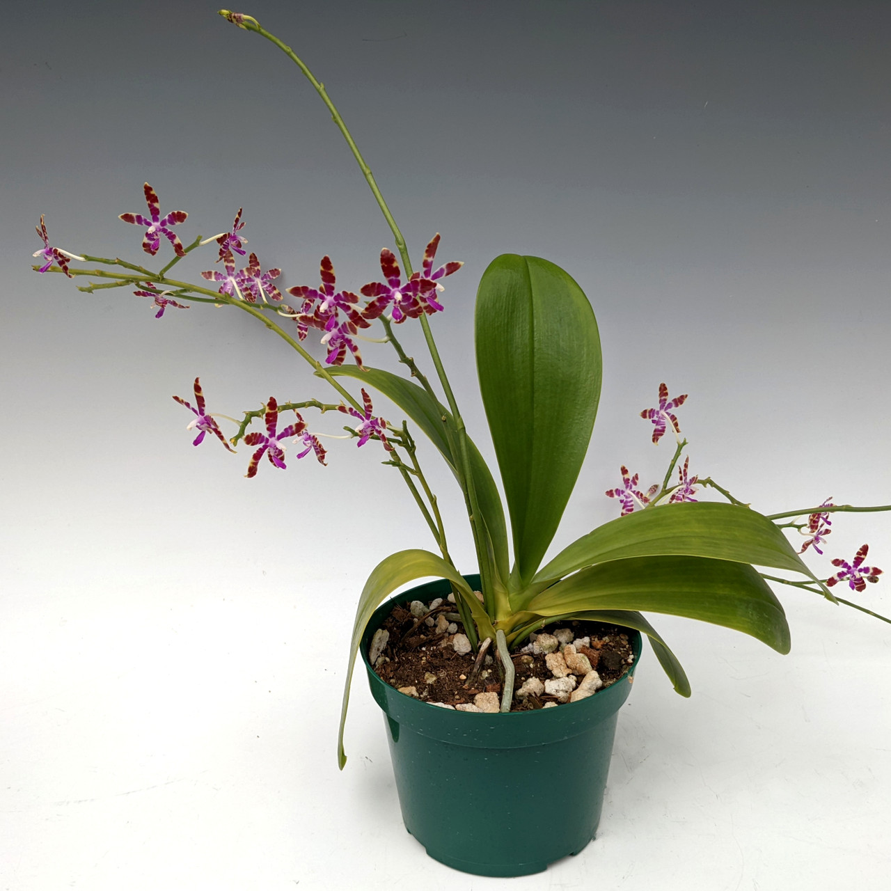 メール便対応！ 洋蘭 Phal.bastanii SOH-212 開花① | alamiah.edu.sa