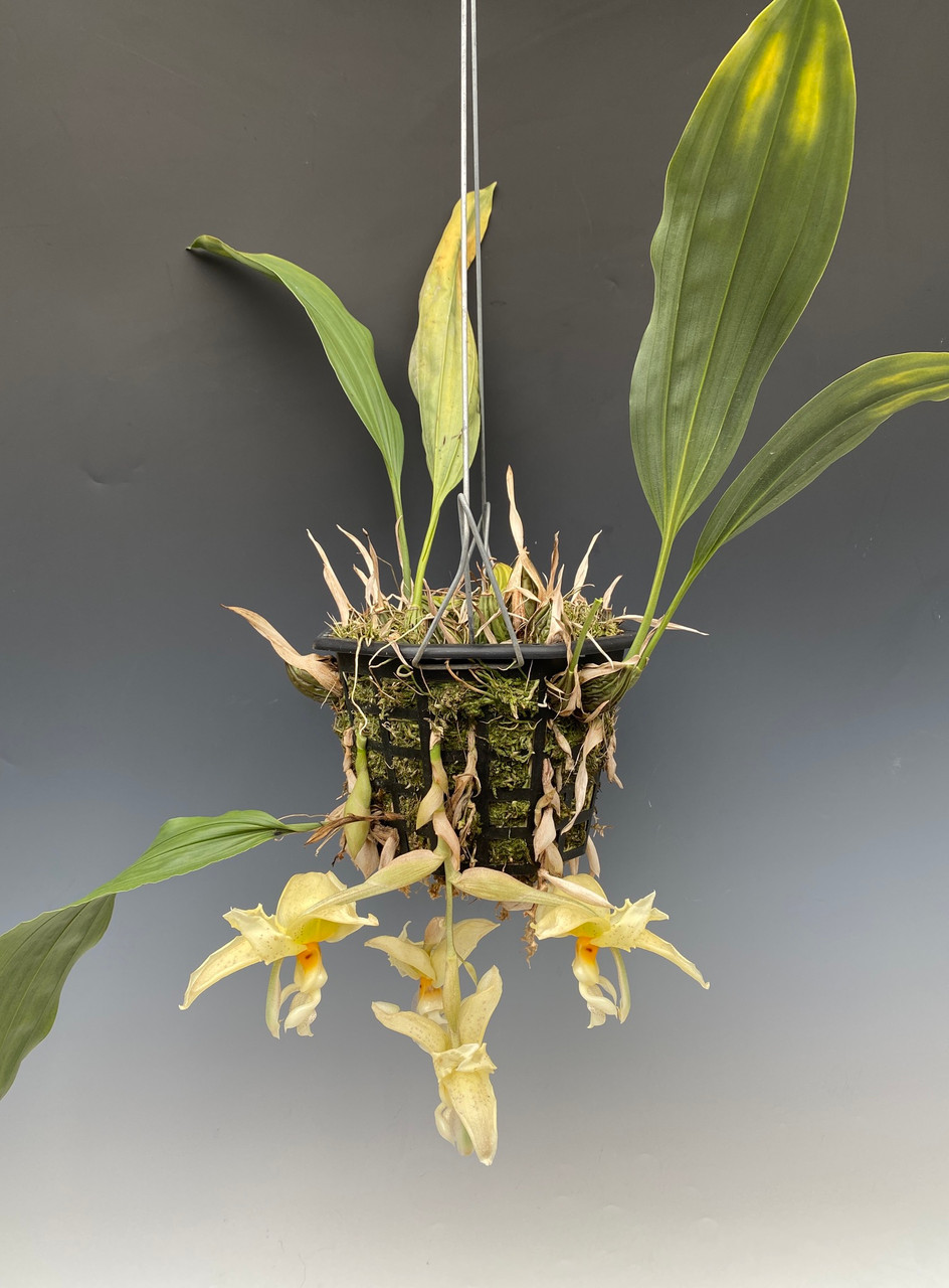 Stanhopea ruckeri - OrchidWeb