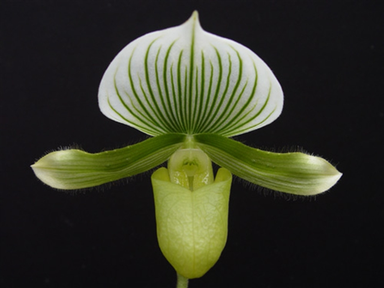 Paph. Green Lady Slipper - OrchidWeb