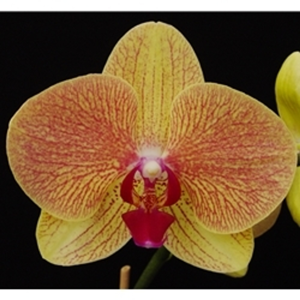 Phal Chain Xen Queen X Diamond Body Orchidweb