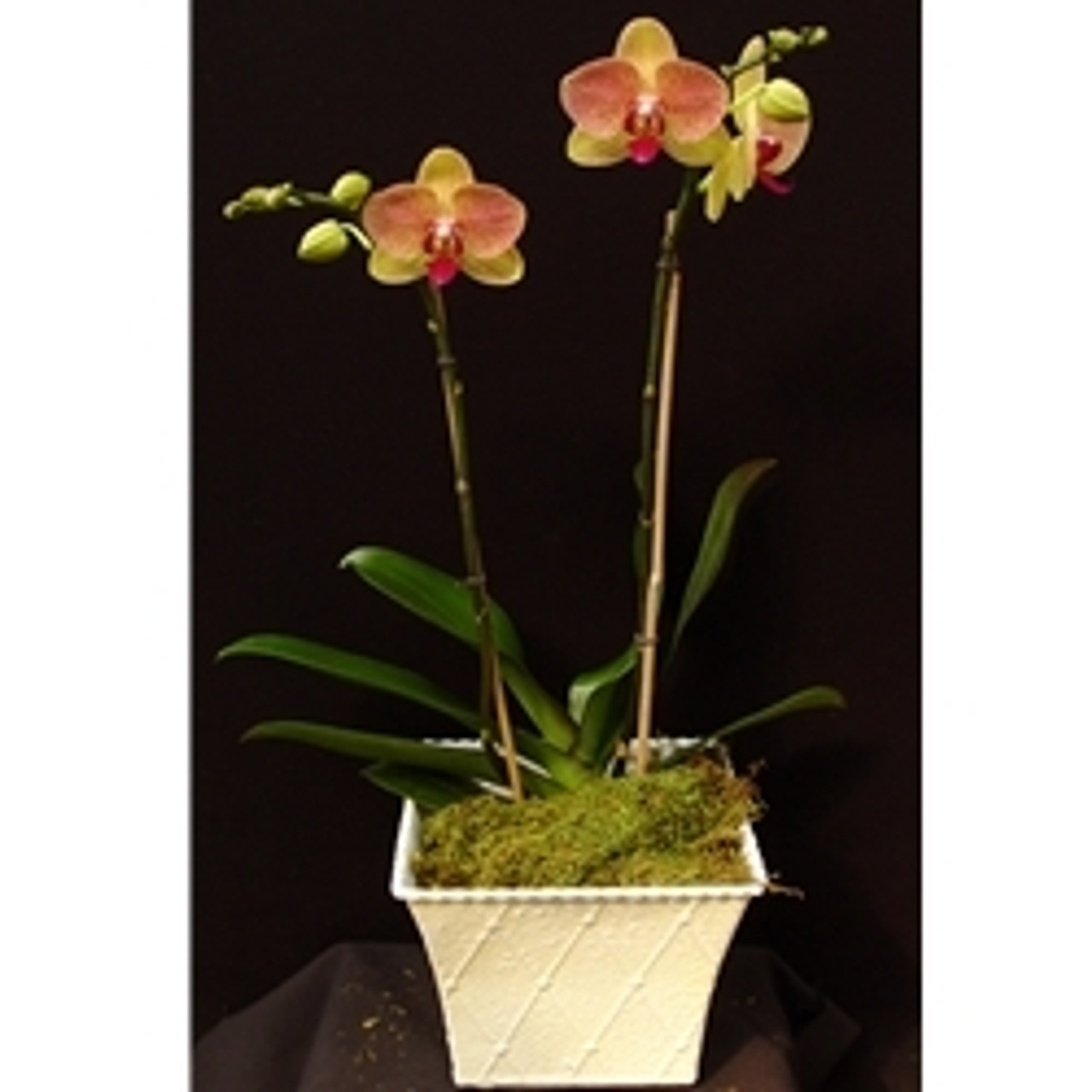 Phal Chain Xen Queen X Diamond Body Orchidweb