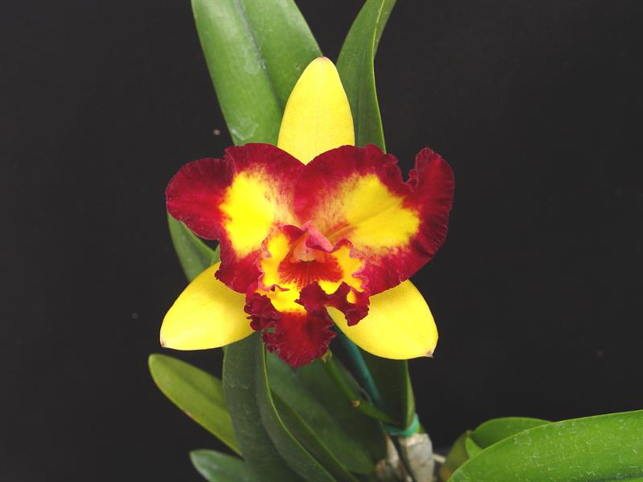 Pot. Shin Shiang Diamond 'Tai Young #1' - OrchidWeb