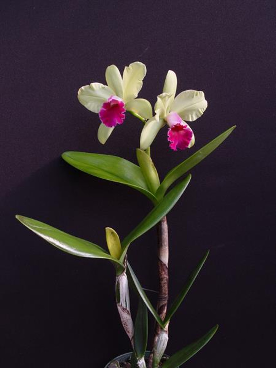 Blc. Yen Surprise 'Seiko' - OrchidWeb