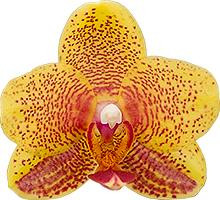 Phal. 'Waxy Yellow' Orchid