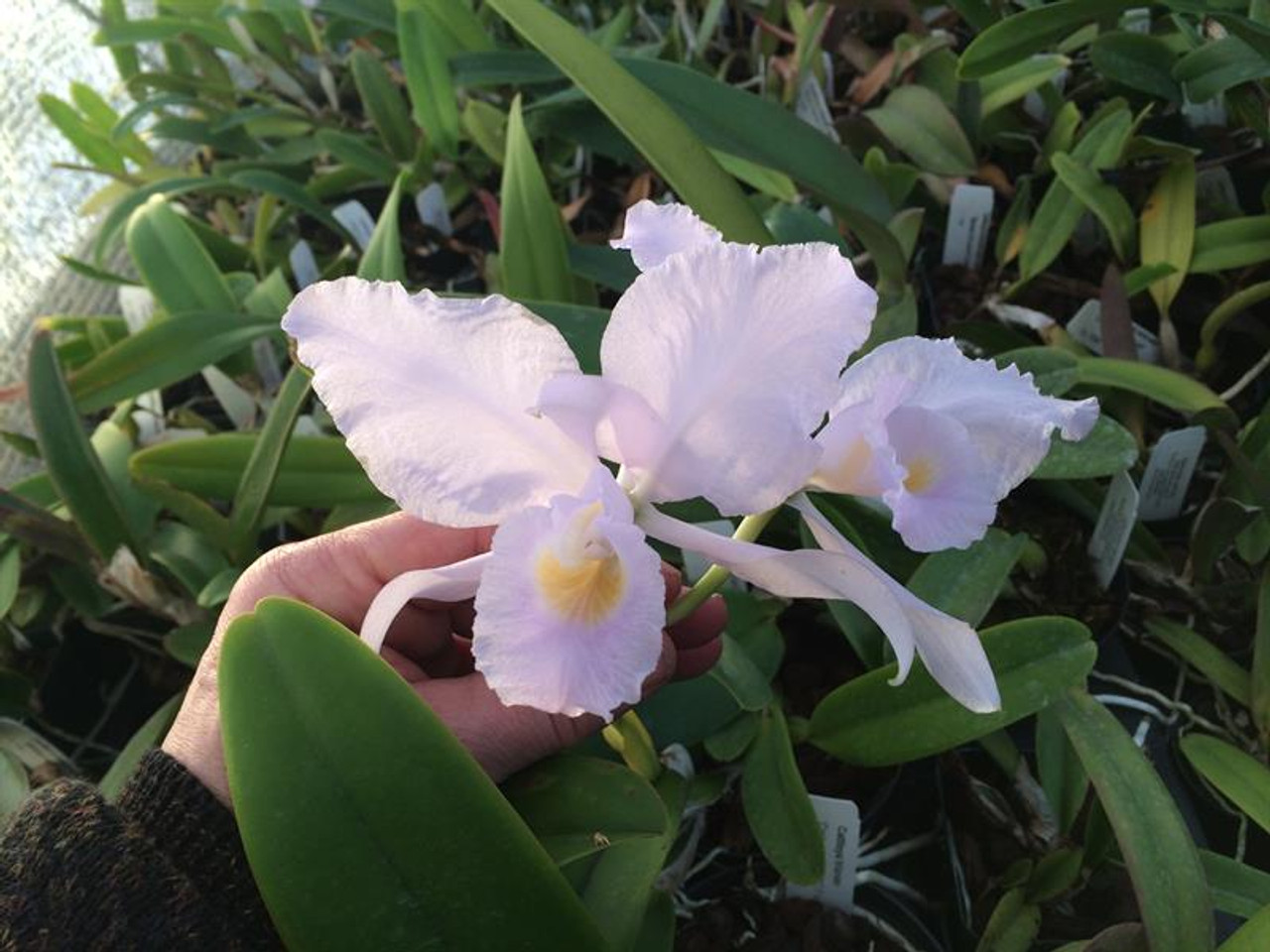 Cattleya trianaei coerulea/coerulescens ('Luna Musica' x 'Blue Diamond')