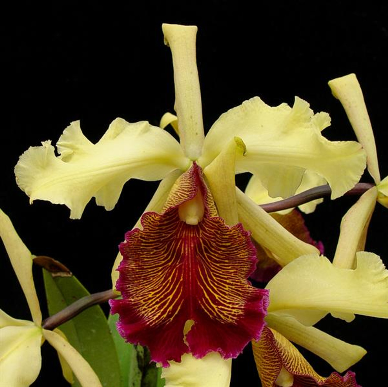 Cattleya dowiana var. aurea