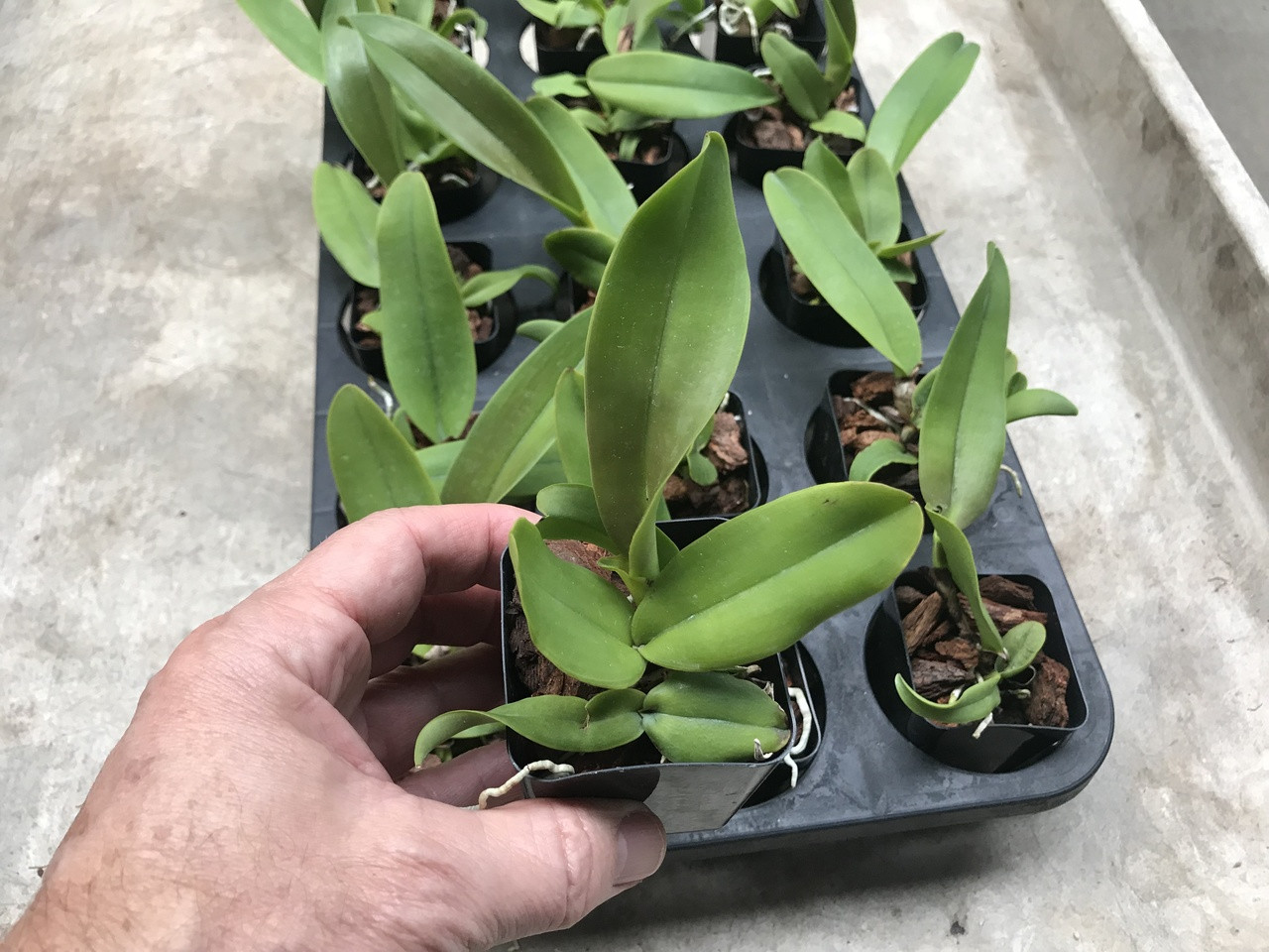 Cattleya dowiana var. aurea