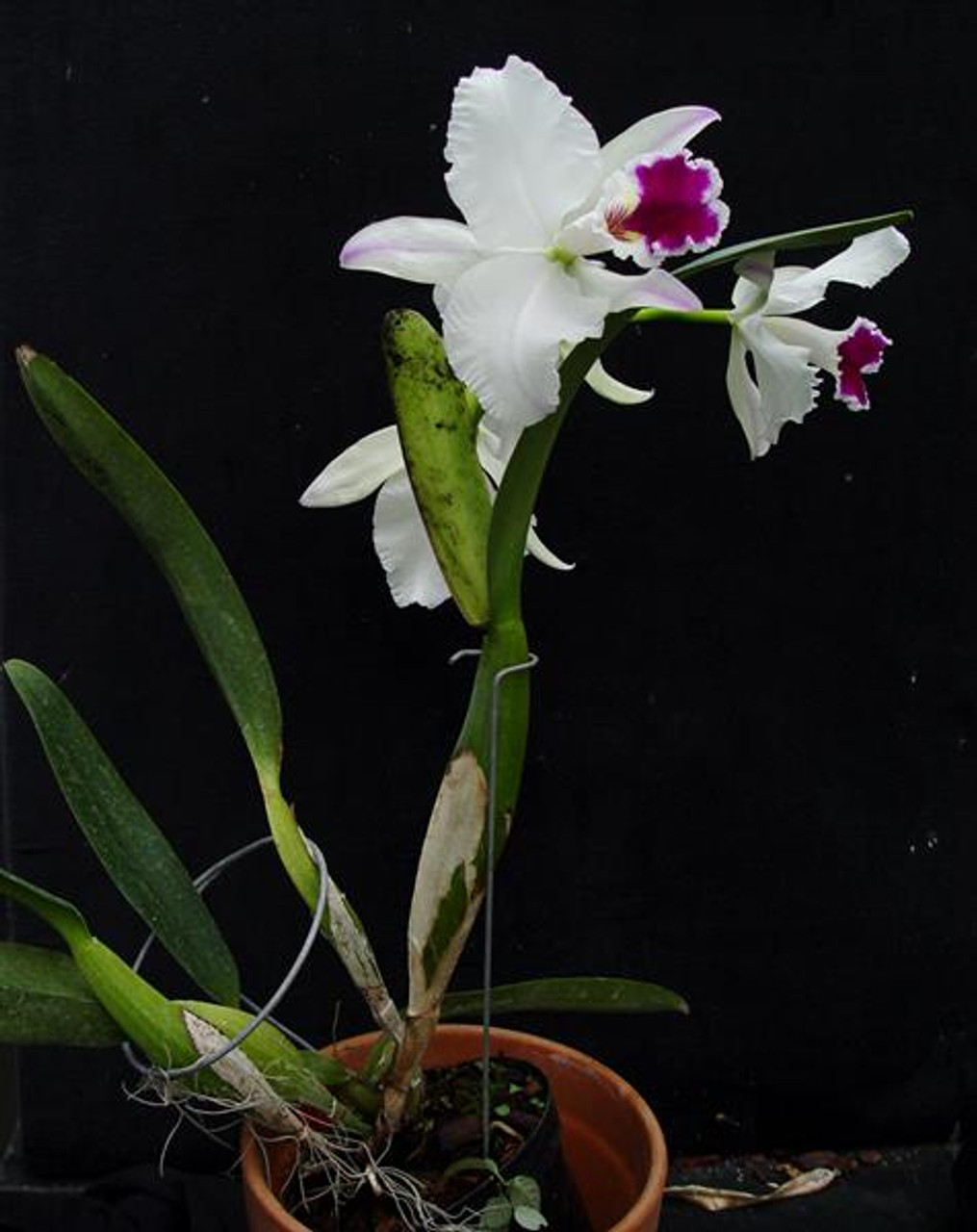 Cattleya labiata semi-alba ('Snow Flare' x self)