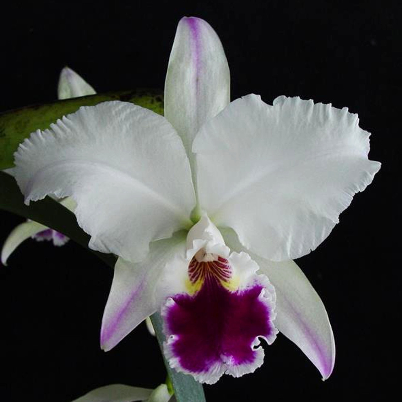 Cattleya labiata semi-alba