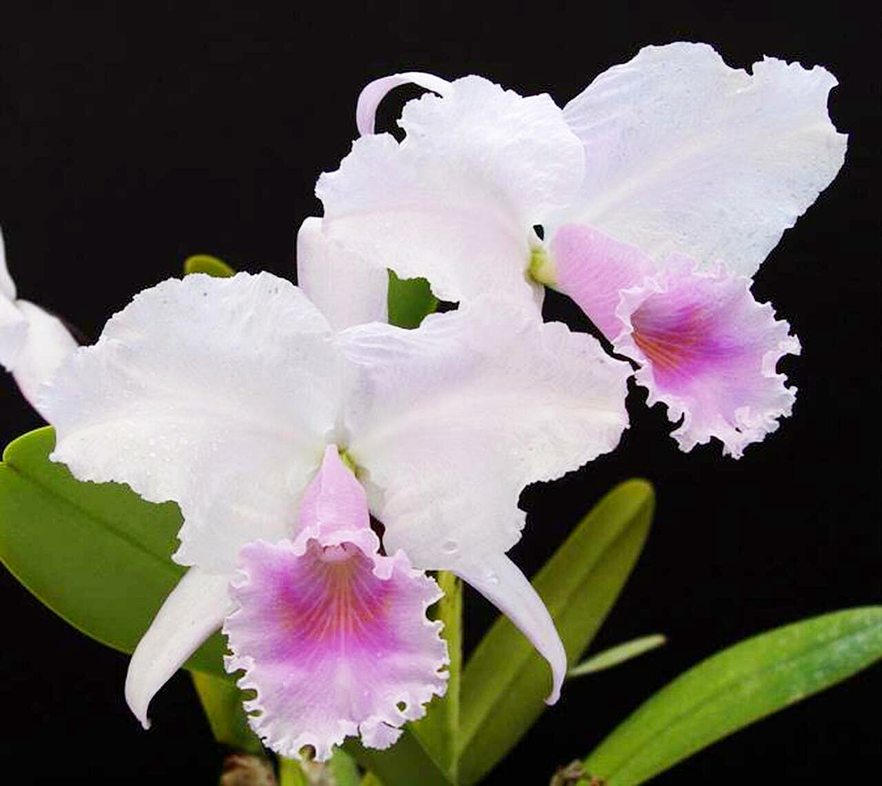 Cattleya trianaei 'Pink Cloud' ('Concolor' x 'Tipo') Orchid