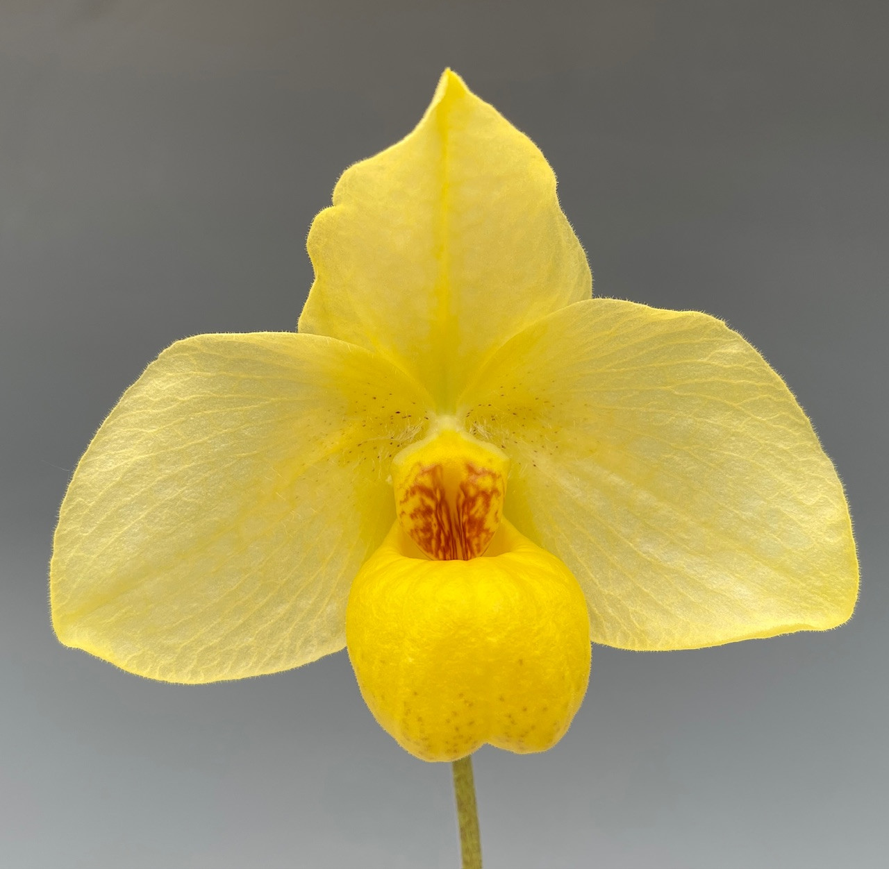 Paph. Franz Glanz