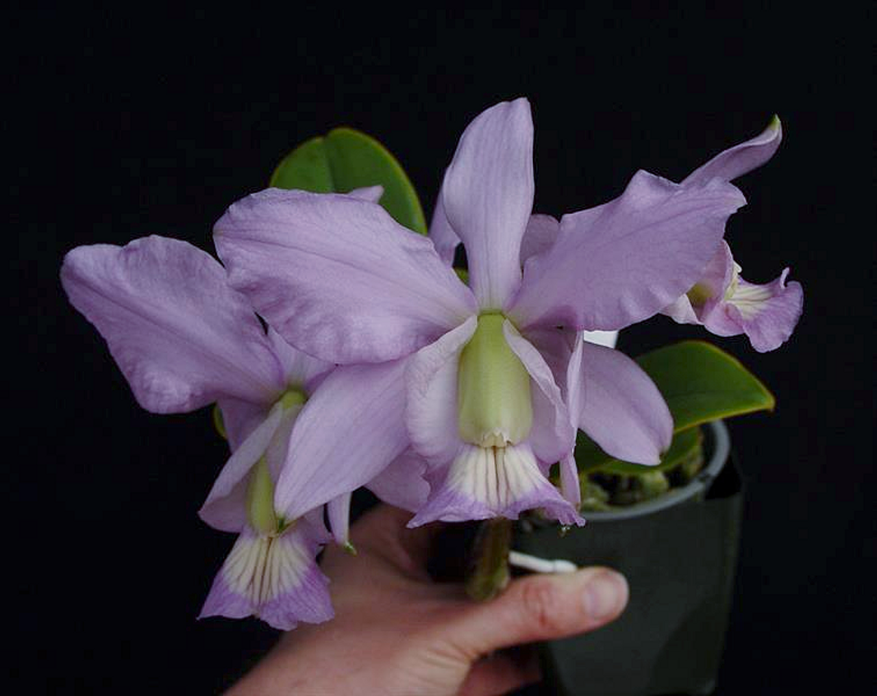 Cattleya nobilior var. coerulea