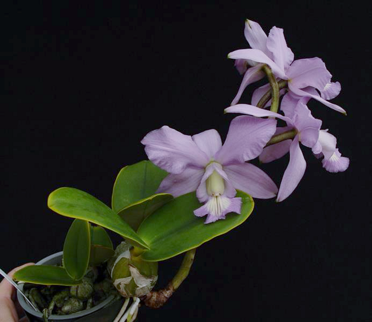 Cattleya nobilior var. coerulea