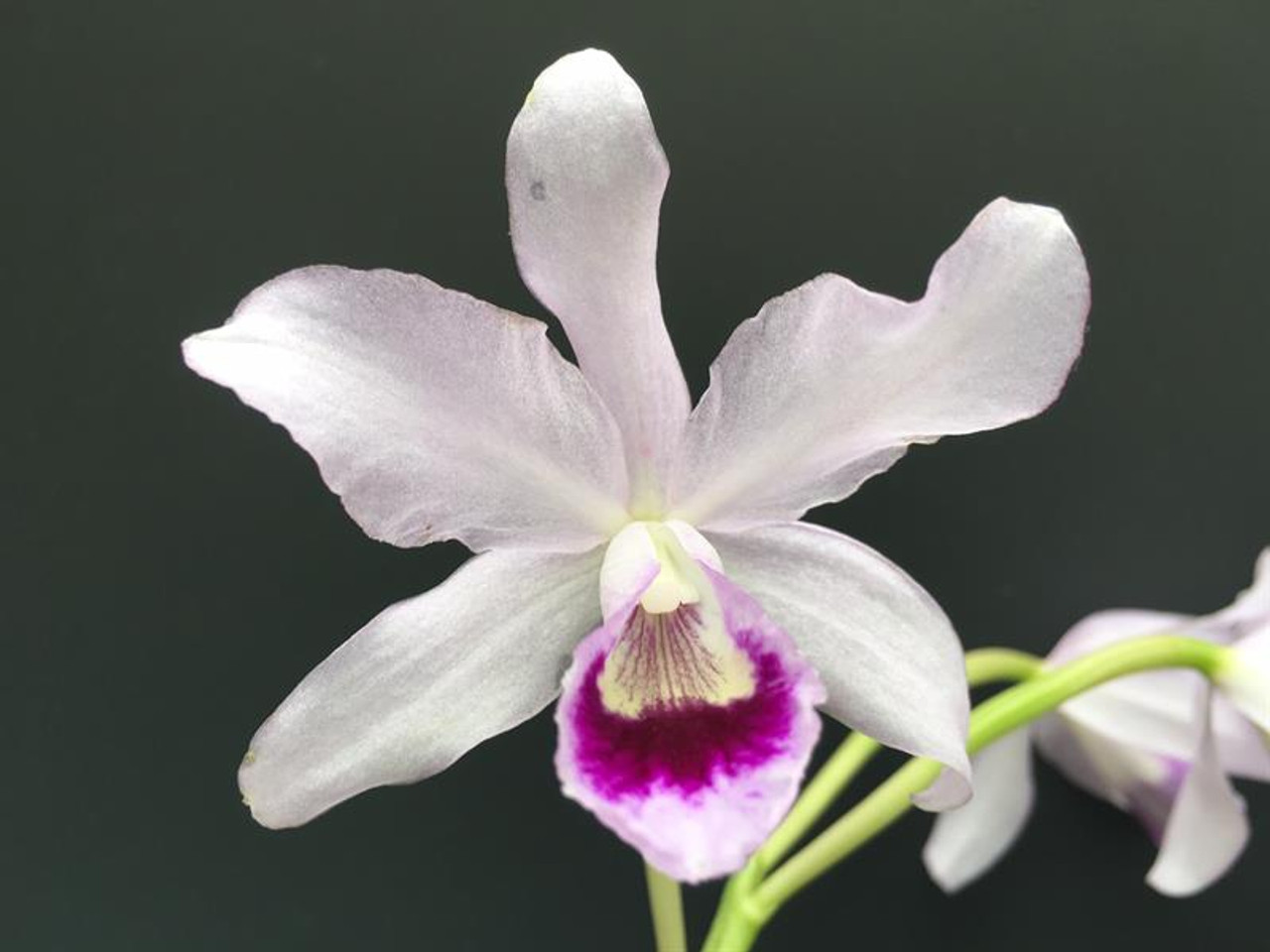 Cattleya bowringiana var. semi-alba (var. semi-alba 'One in a