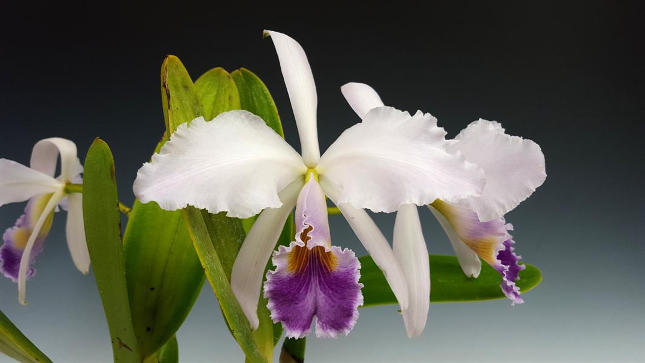 Cattleya gaskelliana var. coerulea (4N)